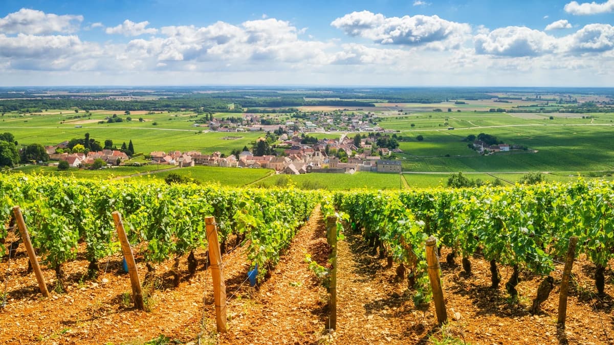 Red Burgundy wine tasting